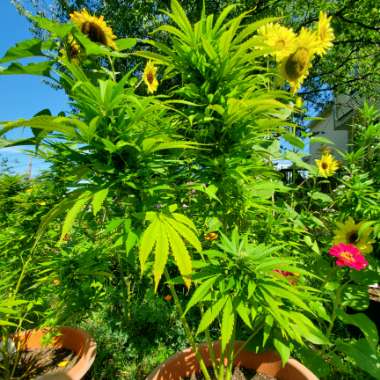 Cannabis indica