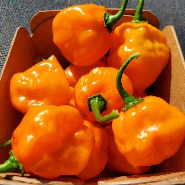 Capsicum Chinense 'Habanero'