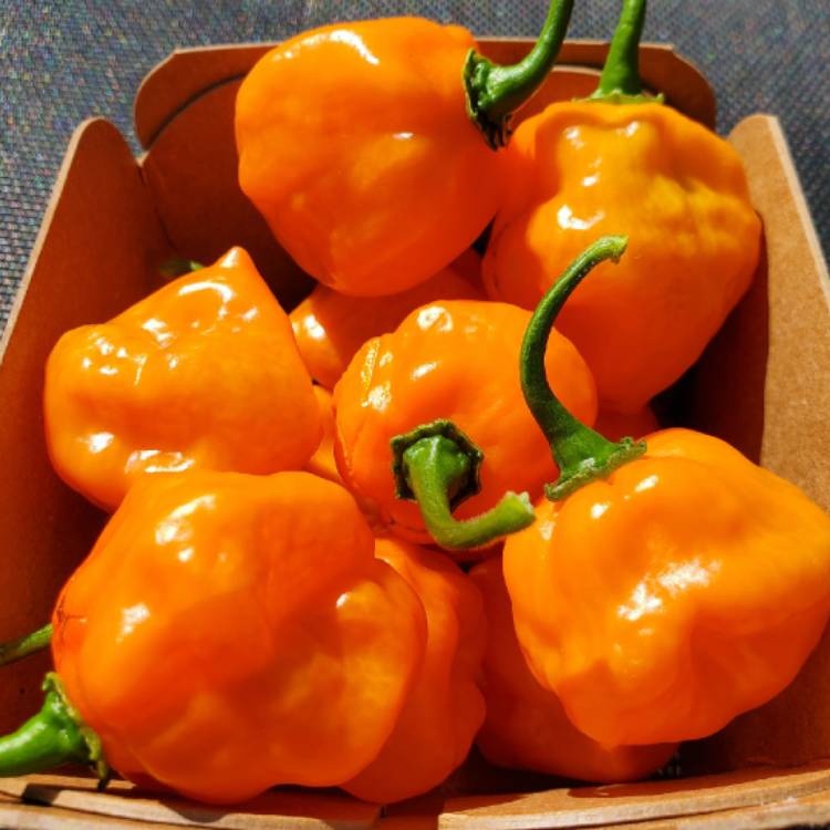 Plant image Capsicum Chinense 'Habanero'