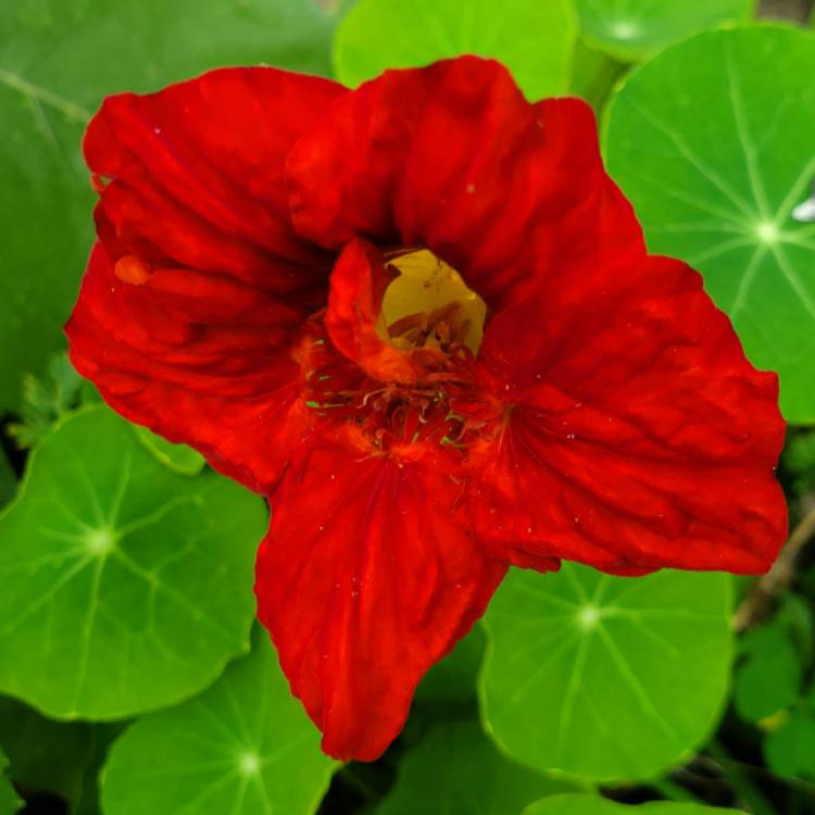 Plant image Tropaeolum majus 'Jewel Mix' (Mix)