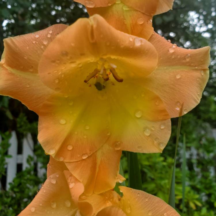 plant image 1388743