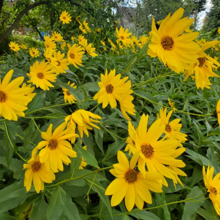 Plant image Heliopsis