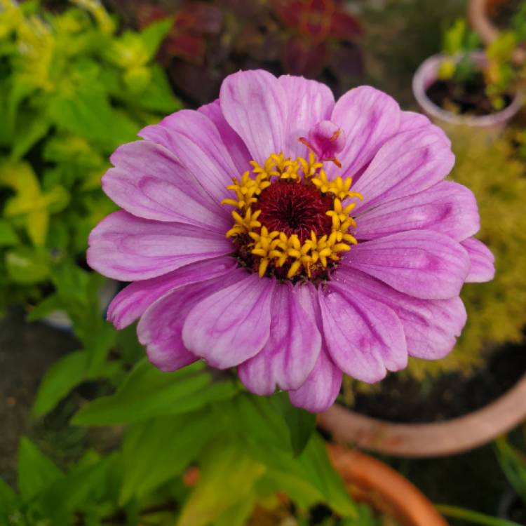 plant image 1394626