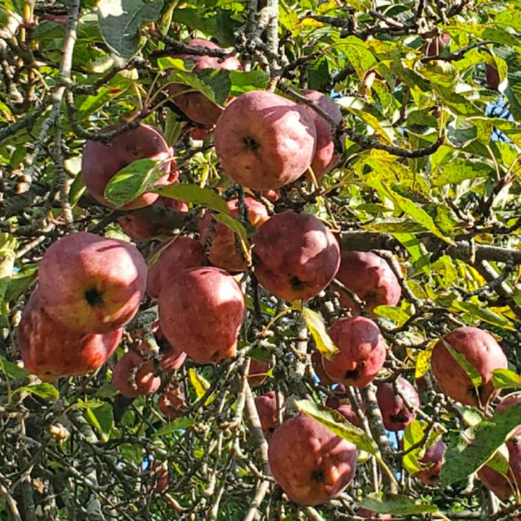 Plant image Malus domestica 'Red Delicious'