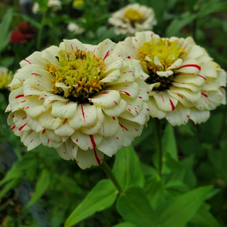 plant image 1398172