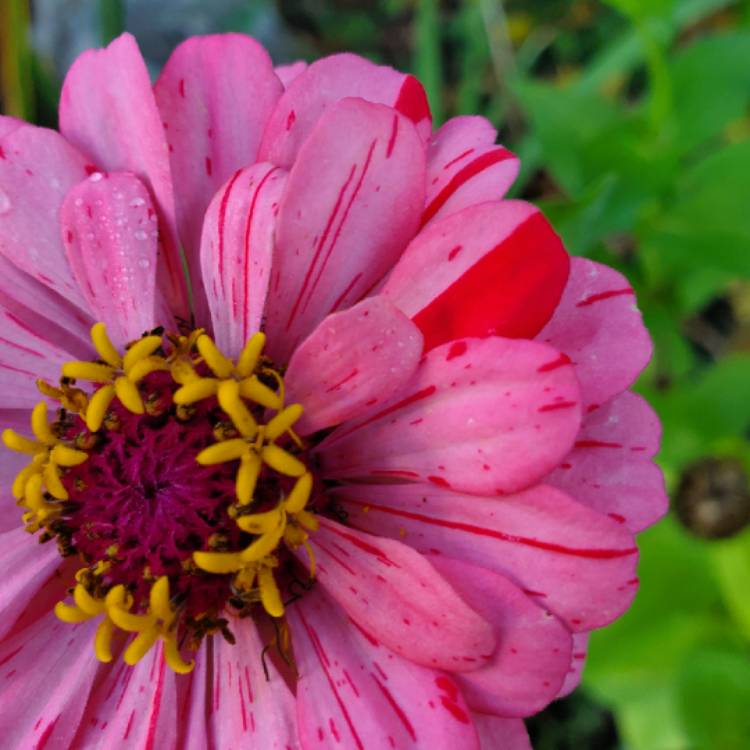 plant image 1399638