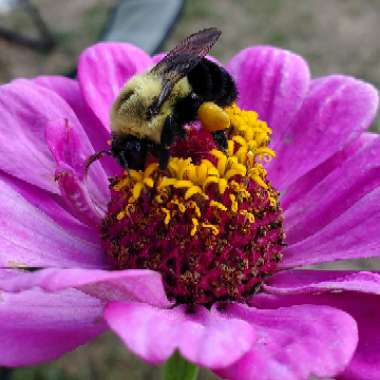 Zinnia elegans 'Purple Prince'