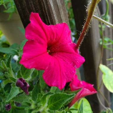 Petunia
