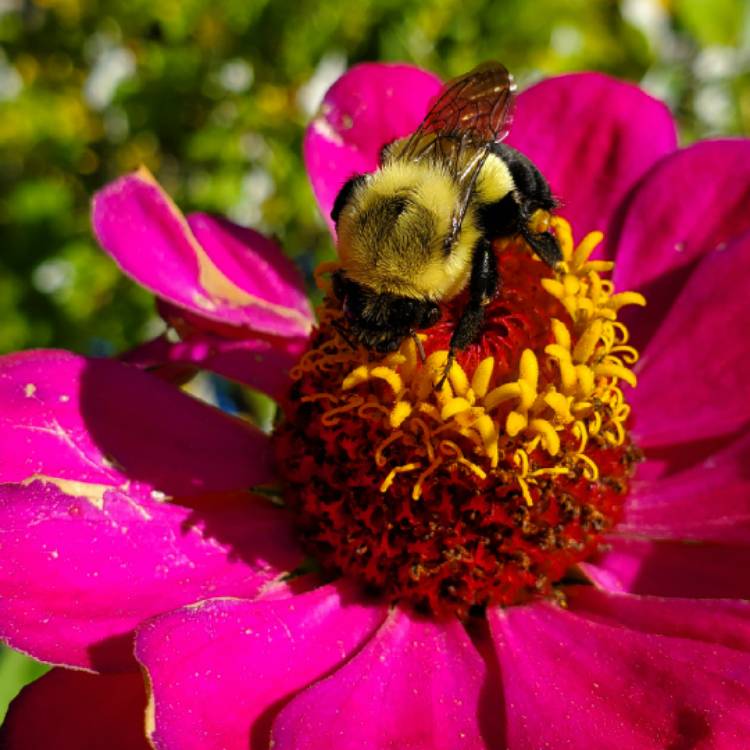 Plant image Zinnia elegans 'Purple Prince'