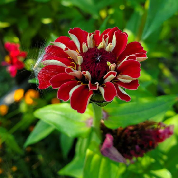 plant image 1404211