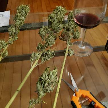 Cannabis indica