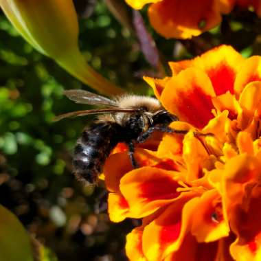 Tagetes patula hybrids