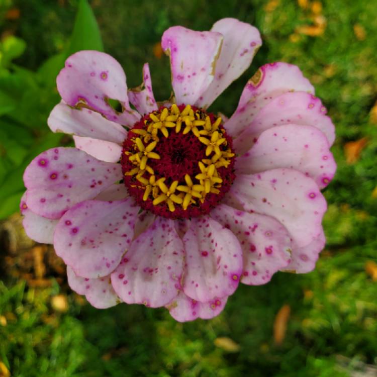 plant image 1408653
