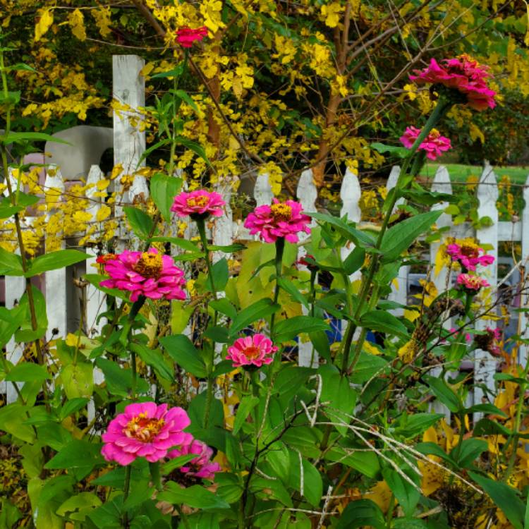 plant image 1408656 plant image 1408656