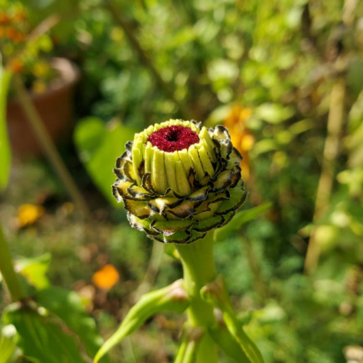 plant image 1409363 plant image 1409363