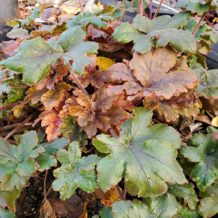 plant image 1411123 plant image 1411123