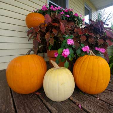 Cucurbita Maxima 'Jack O'Lantern'