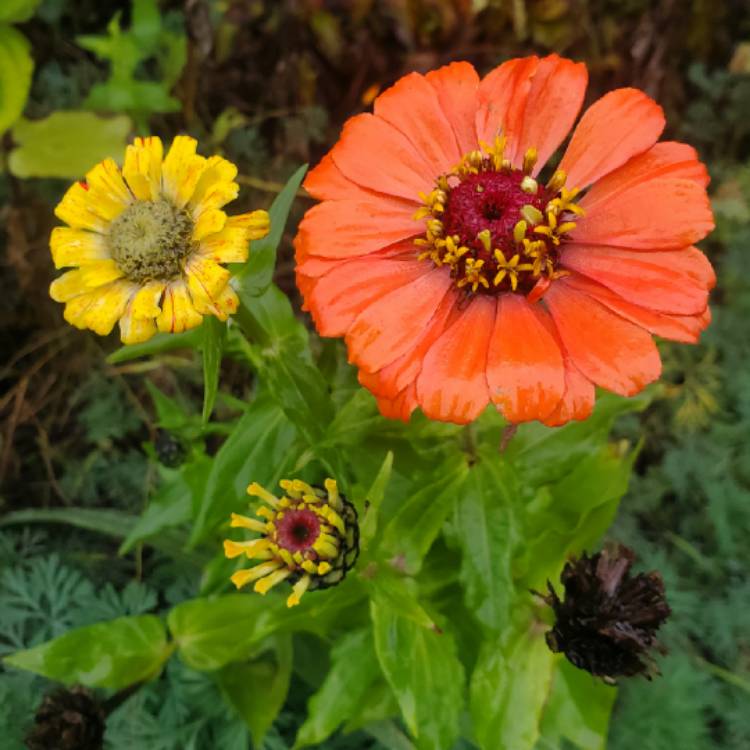 plant image 1411938
