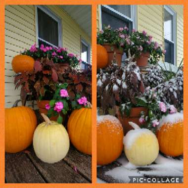 Cucurbita Maxima 'Jack O'Lantern'
