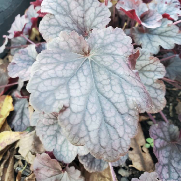 plant image 1414337 plant image 1414337