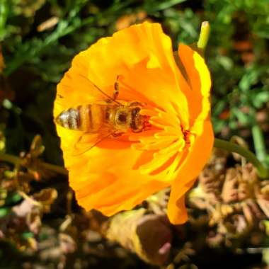Eschscholzia californica