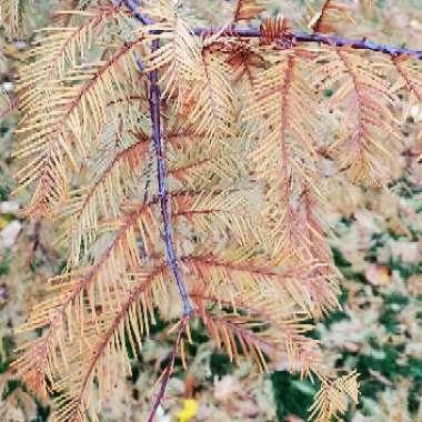 Metasequoia