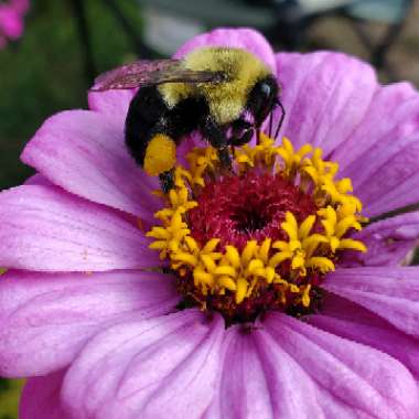 Zinnia elegans 'Purple Prince'