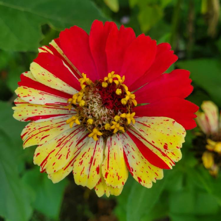 plant image 1429403