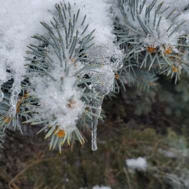 Picea pungens