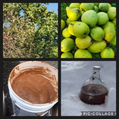 Pyrus communis