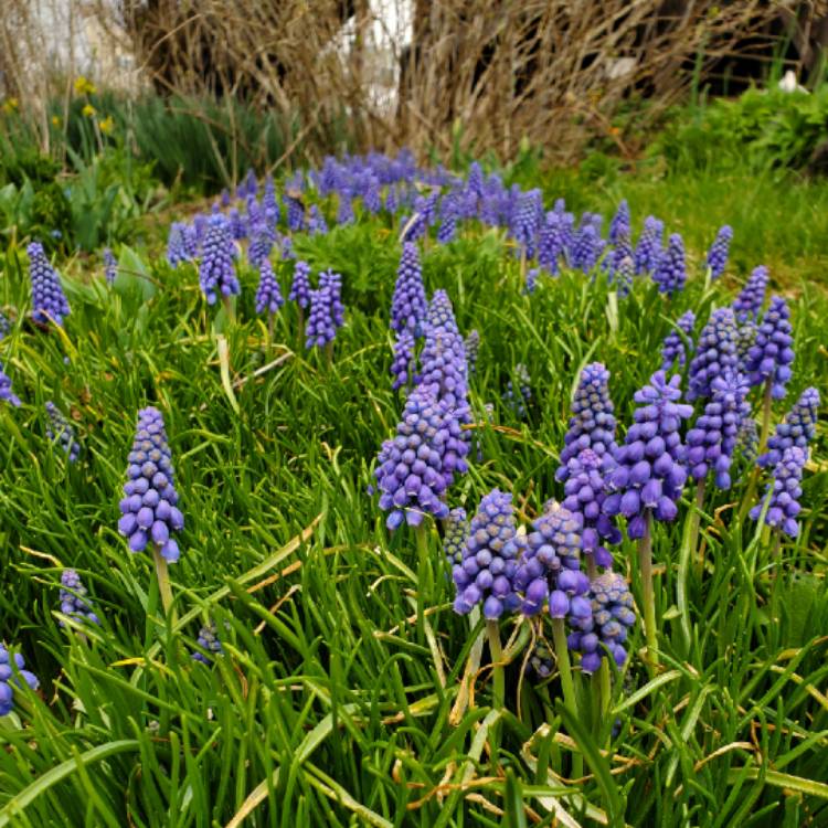 plant image 1462656 plant image 1462656