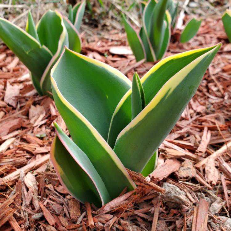 Plant image Tulipa 'Golden Apeldoorn'