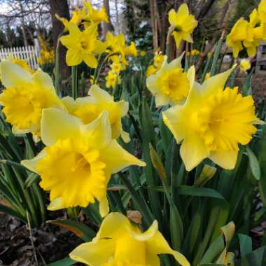 Narcissus 'Mount Hood'