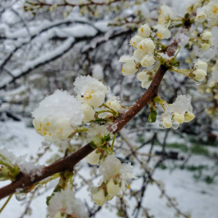 plant image 1464682