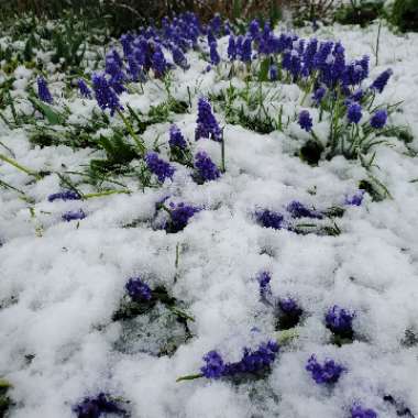 Muscari armeniacum