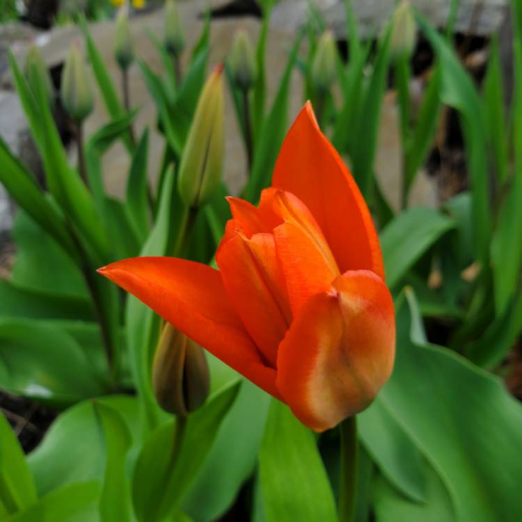 plant image 1466563 plant image 1466563