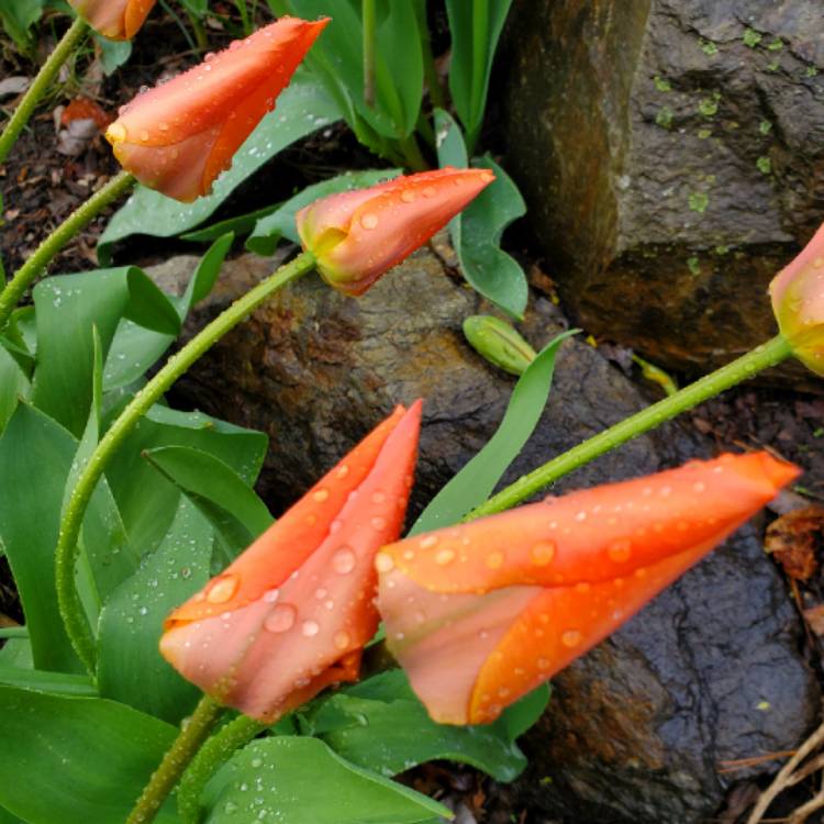 plant image 1467762 plant image 1467762