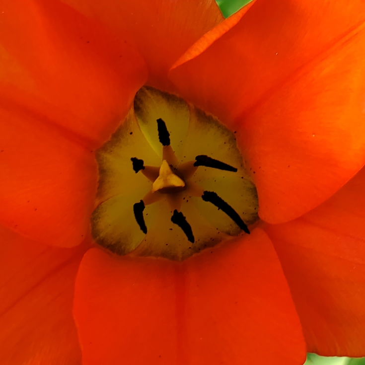 plant image 1470875 plant image 1470875