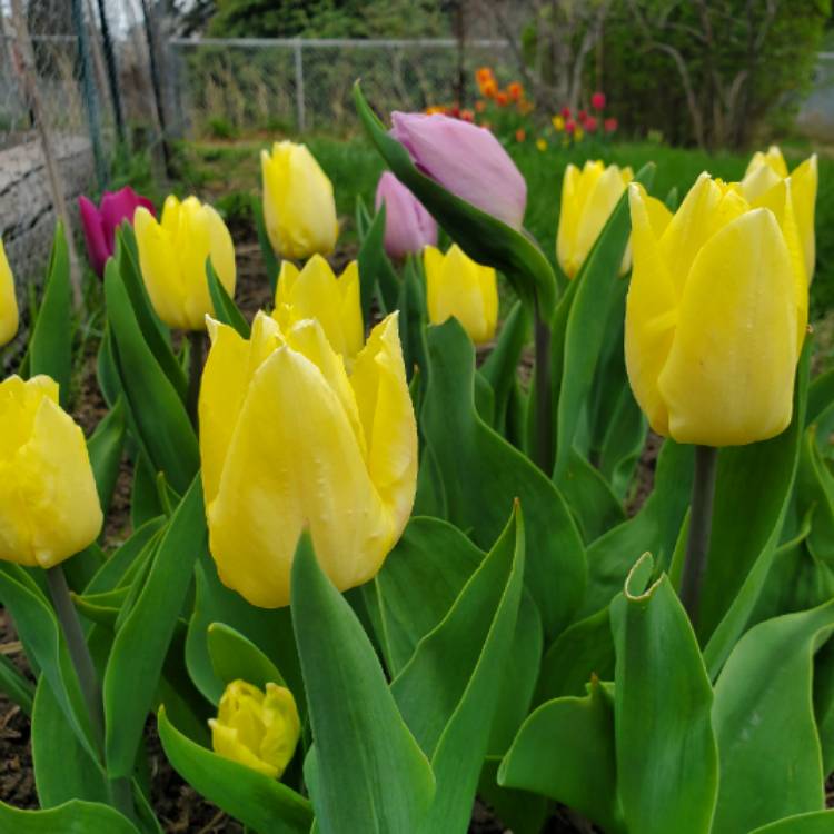 Plant image Tulipa 'Sunny Prince'