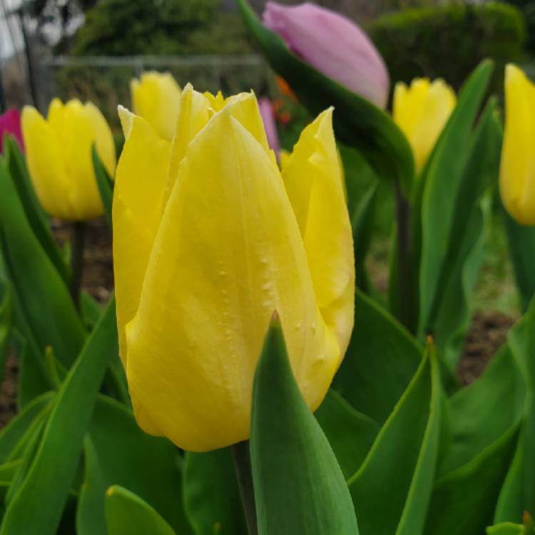 Plant image Tulipa 'Sunny Prince'