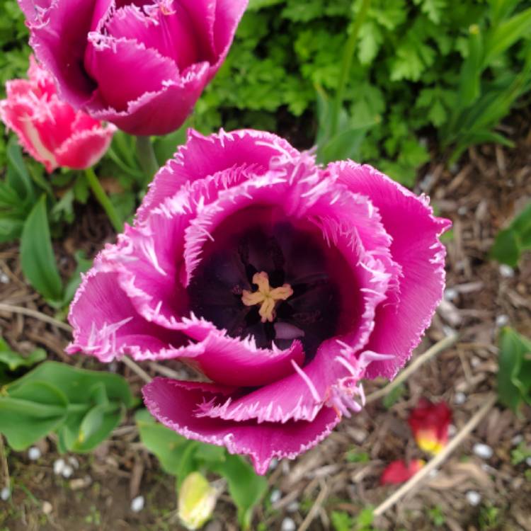 Plant image Tulipa 'Blue Heron'