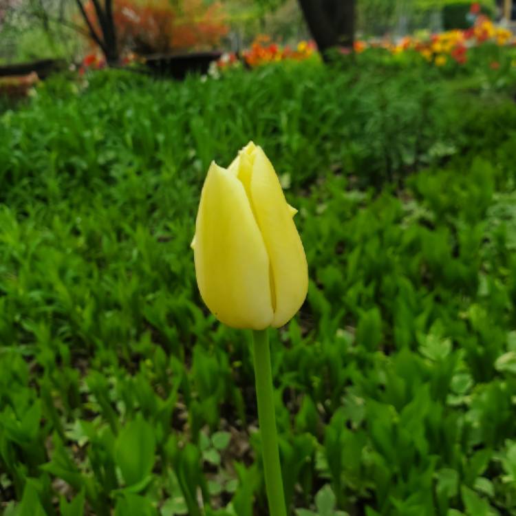plant image 1475609
