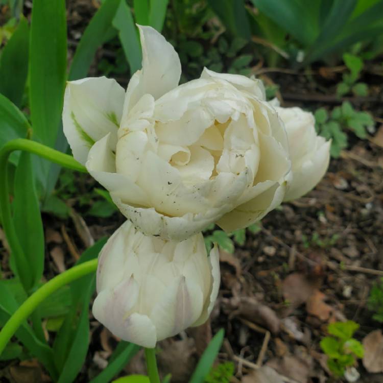 Plant image Tulipa 'Ice Age'