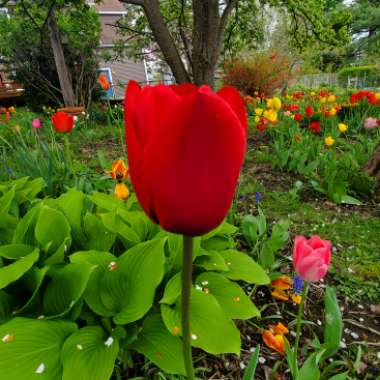 Tulipa 'Couleur Cardinal'