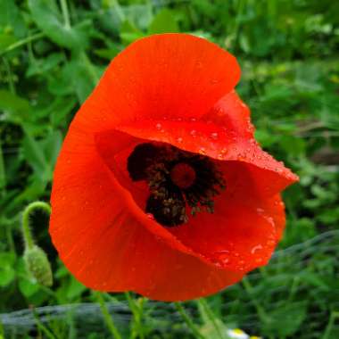 Papaver rhoeas