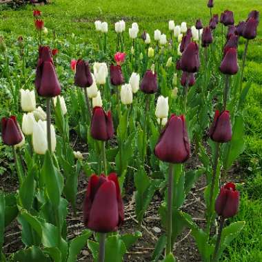 Tulipa 'Queen of Night'