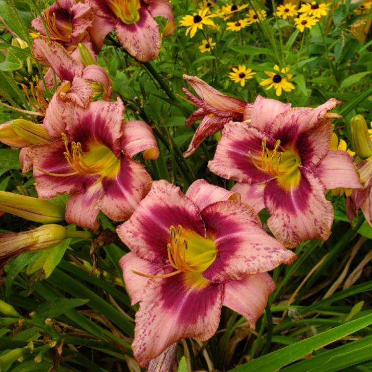 plant image 1611346 plant image 1611346
