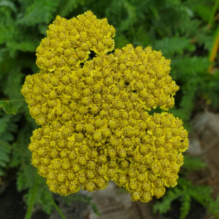 plant image 1611618