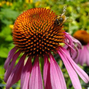 Echinacea