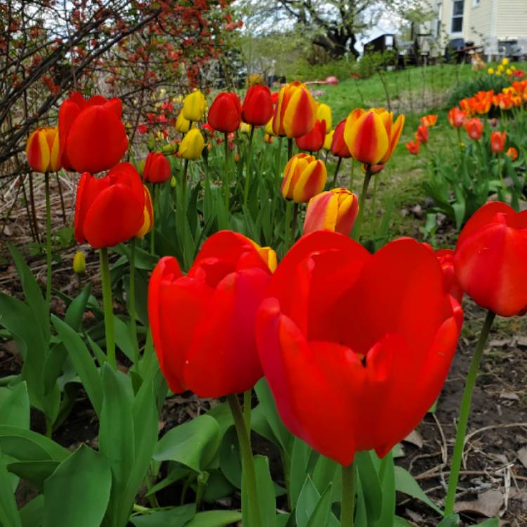 Tulipa 'Madame Lefeber' syn. Tulipa 'Red Emperor', Tulip 'Madame ...